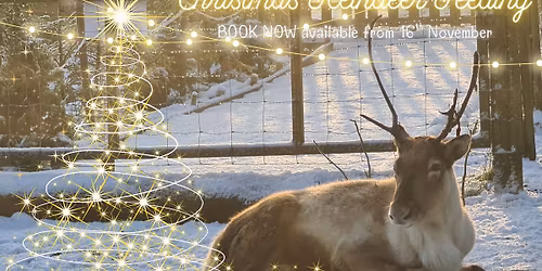 Christmas Reindeer Feeding