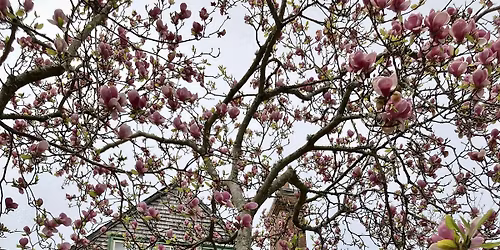 May Tree Walk: Catherine St.\/Gibbs\/Rhode Island Ave.