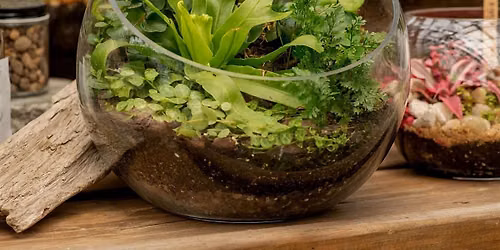 DIY Tropical Terrarium