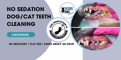 Pet Teeth Cleaning- Cochrane- The Dog Father's