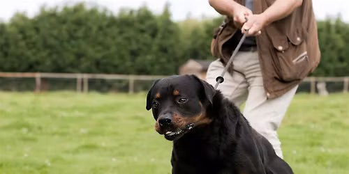 The Big Feelings Club: A workshop for pet parents of reactive dogs