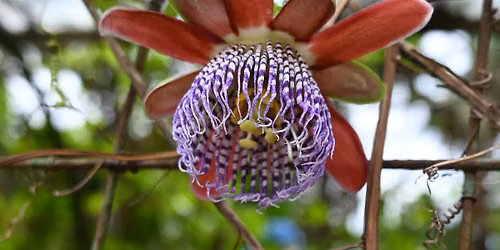 August Monthly Meeting: 'Tropical Splendor: Costa Rica's Gardens and Natural Wonders'