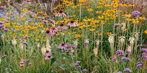 Monarch Migration Celebration