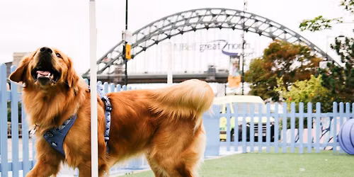NE1's Dog on the Tyne 