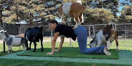 Goat Yoga & Coffee