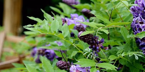 Invasive ID and Treatment with Haley Bennett