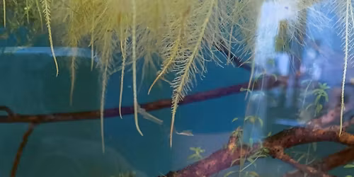 SFZA Conservation Series: Salamander Saturday 