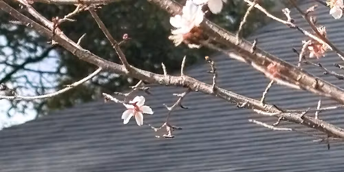 \u7e04\u6587\u5973\u795e\u306e\u795d\u798f\u304a\u8336\u4f1a