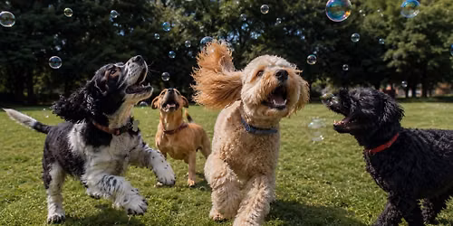Central Bark Social
