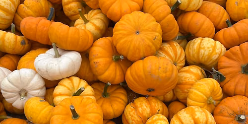 Pumpkin Days