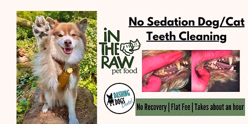 Professional Non- Anesthetic Dog and Cat Teeth Cleaning in North Vancouver