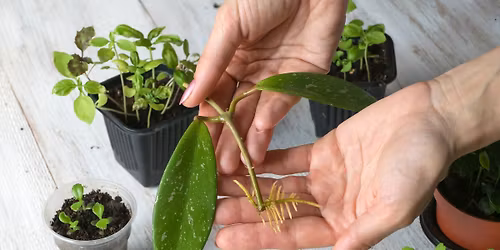 Houseplant Propagation Lab
