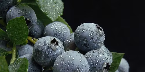 Growing Blueberries in Your Central Florida Yard