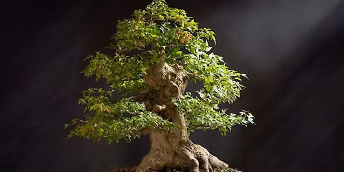 Bonsai Society Meeting - Deciduous Trees and Spring Maintenance