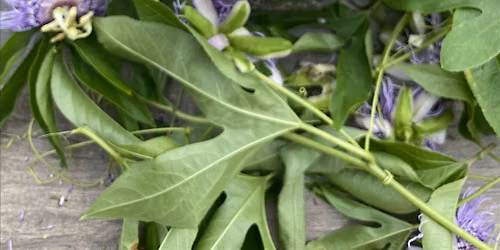 Learn Herbalism:  Tinctures 101, $55