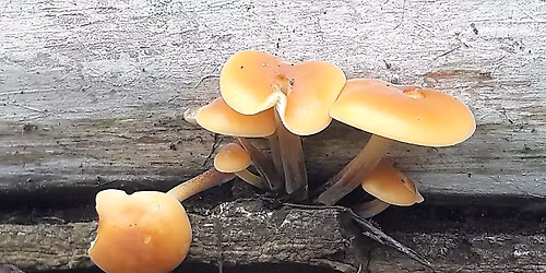 Moeraske : Visite guid\u00e9e - Les champignons du bois mort  