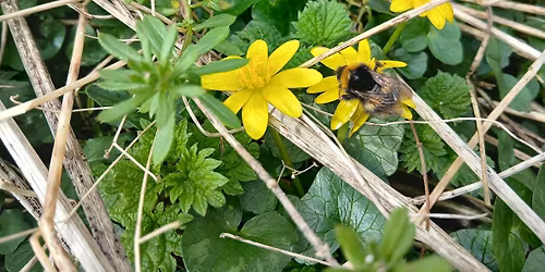 Ecology Tour of Warleigh Nature Reserve, Bath, Somerset