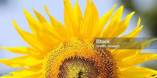 Totton Sunflowers WI 'Winter' Cake & Craft Fayre