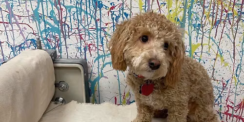 Paint with Puppies 9\/26