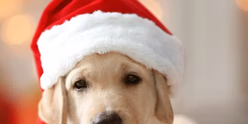 Cape Coral Santa Pet Art Fundraiser