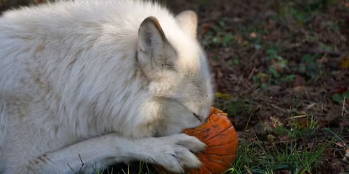 Full Moon Fundraiser- Hunter Moon