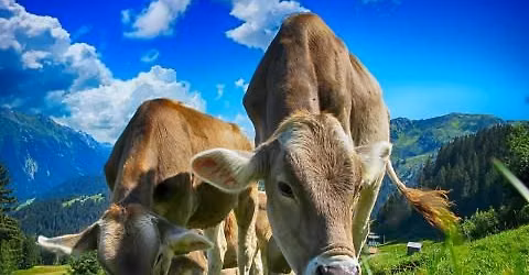 Cows in the Courtyard