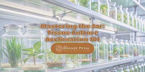 Mastering the Jar: Tissue Culture Acclimation 101