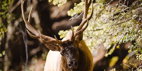 Rocky Mountain Elk Foundation 