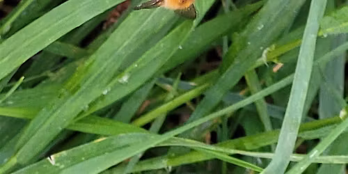 Fordham Park - BeeWalk & Wildflower Survey