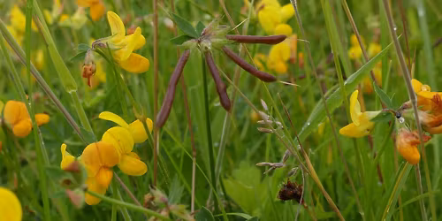 NEW YEAR PLANT HUNT 2026