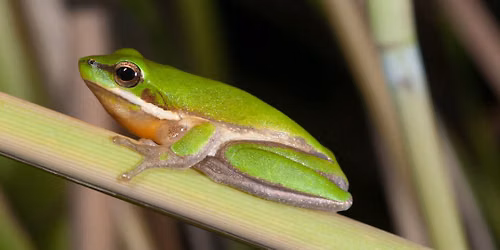 ID It! Frogs