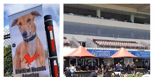 KIWIKIWI HOUNDS - OPEN DAY AT ADDINGTON RACEWAY