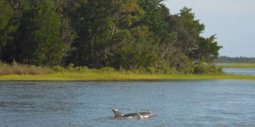 Dolphins