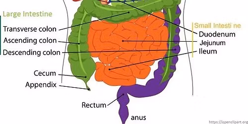 Reset & Restore: Herbal Support for Detox & Digestion