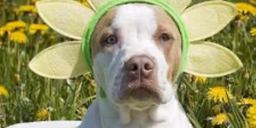 Adoption Outreach at PetSmart