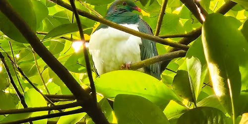 Restoring Wait\u012btiko Talk