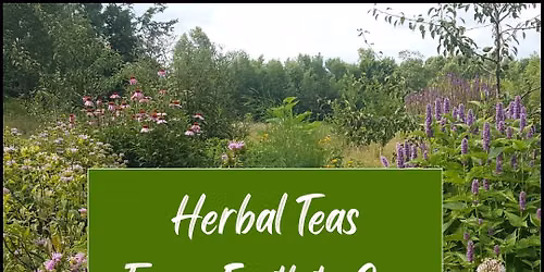 Herbal Teas From Earth to Cup