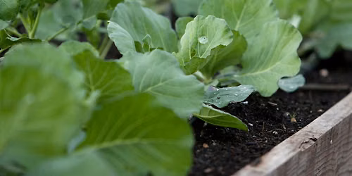 9-2-2026 Basic Vegetable Gardening