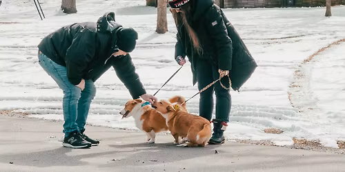 \ud83d\udc3e Happy Dance in the Park: Community-Wide Group Dog Walk \ud83d\udc3e