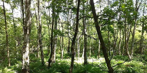 Guided Forest Bathing Morning: Autumn Wind Down