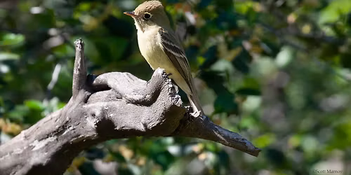 Sunday, April 26, 2026 Fourth Sunday of the Month Bonelli Bird Walk
