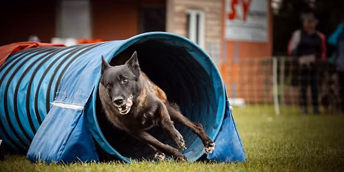 Concours agility S\u00e9l\u00e9stat + Tunnel Run