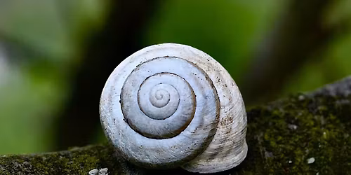 \u00c9loge de la lenteur (SUPPL\u00c9MENTAIRE)