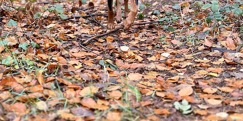 Waggy Walk at Stoke Woods