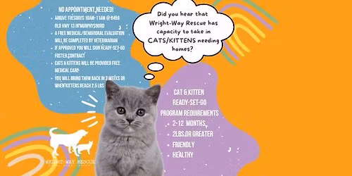 Kitten & Cat Intake Open Hour 10am-11am