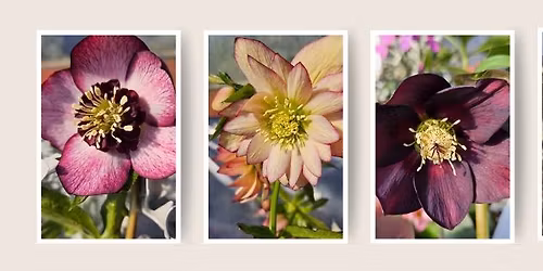 Create an Annual Hanging Basket
