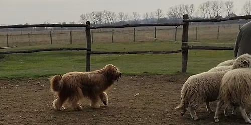 CACITR Terel\u0151verseny, TKV, NHAT, HWT