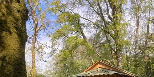 Tree Wisdom Workshop: Medicine, Magic, and Lore