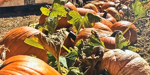 Pumpkin Patch Fundraiser