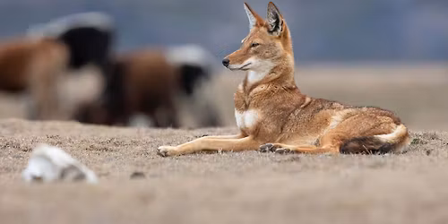 AVANT-PREMIERE \/\/ LE SECRET DU LOUP d'Ethiopie en pr\u00e9sence du r\u00e9alisateur.